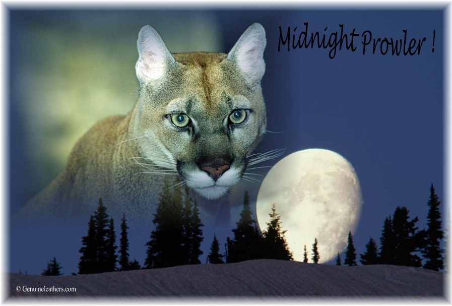 cougarMOON2.jpg